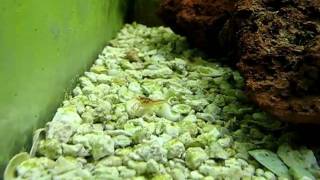 Young Mexican Orange dwart crayfish