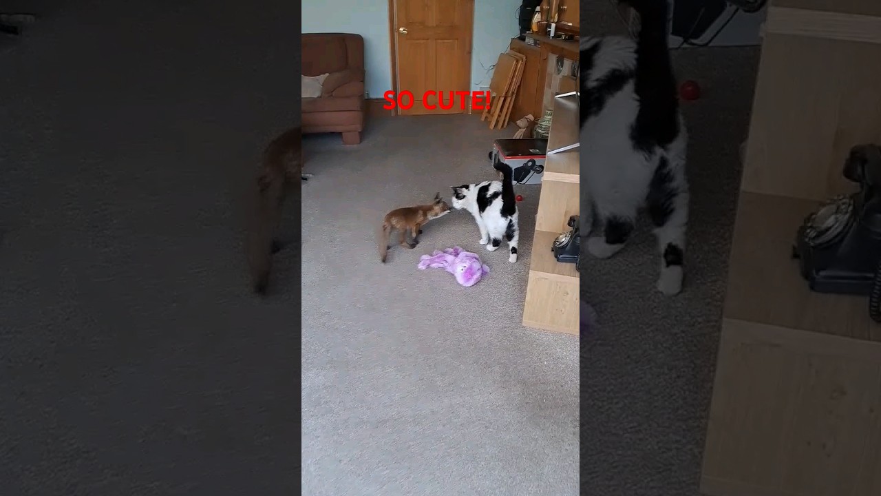 Cat meets fox! 😍 