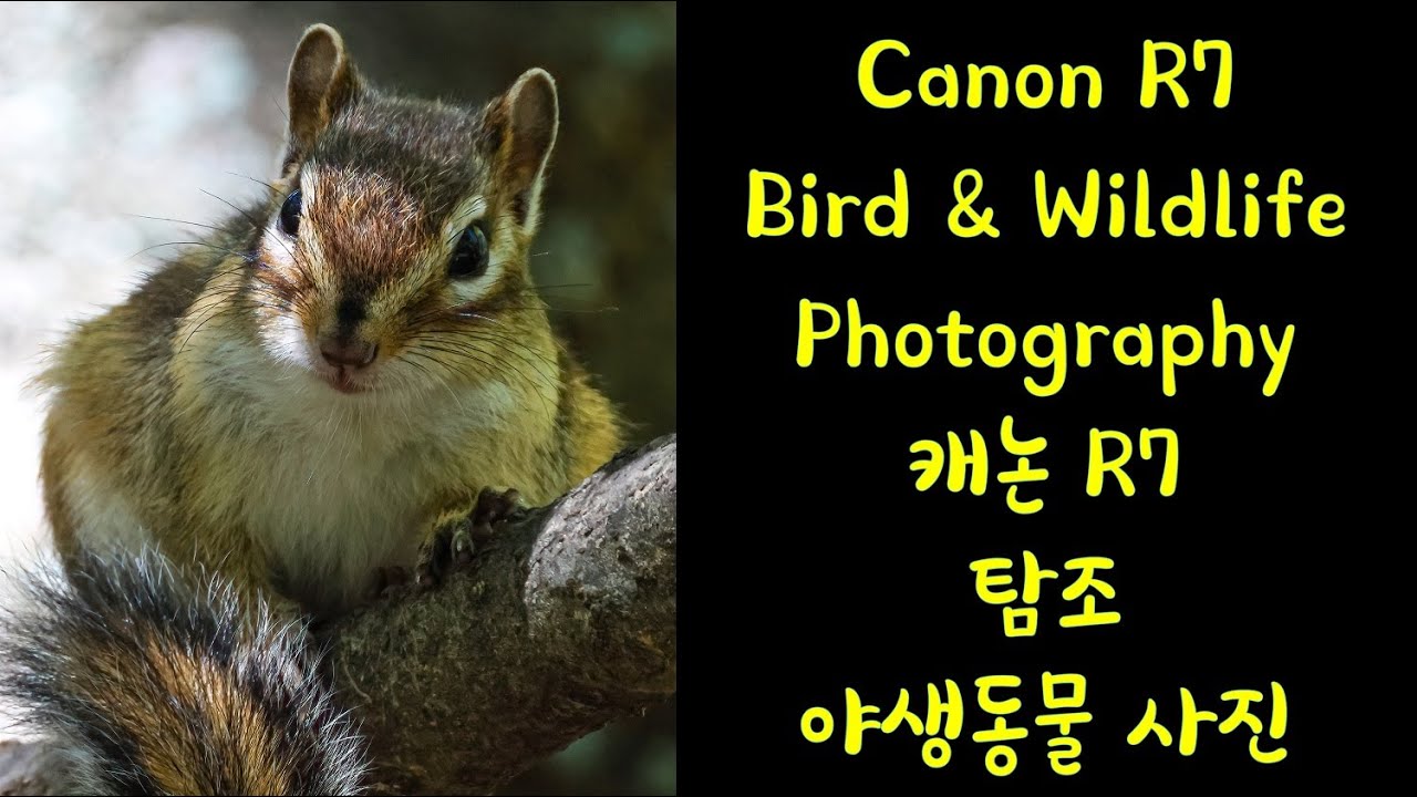Canon EOS R7 Birding Wildlife photography / 캐논 R7 탐조, 야생동물 RF 800mm f11