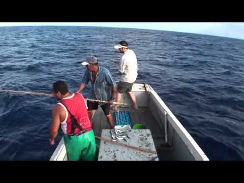 გიგანტური თევზი