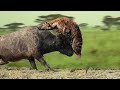 Mother Buffalo attacks Hyena very hard to save her baby, Wild Animals Attack