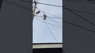 Pintar banget Monyet bisa naik Tiang Listrik #shorts #shortvideo