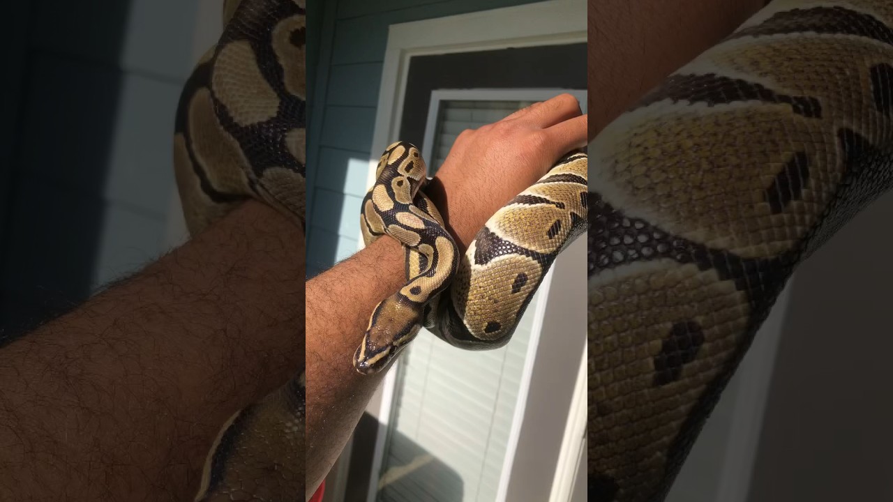 Ball python 
