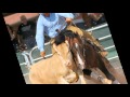 Clinic Eugenio Latorre por SRCHA (Spanich Reined Cow Horse Association)