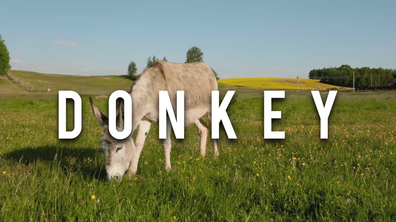 Donkey & Donkey sounds & What sounds donkey makes YouTube