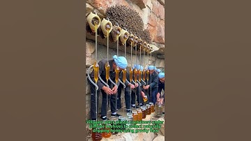 Natural Cliff Honey Harvest! 🐝🍯 Traditional Skill