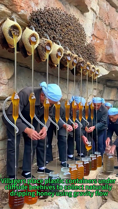 Natural Cliff Honey Harvest! 🐝🍯 Traditional Skill