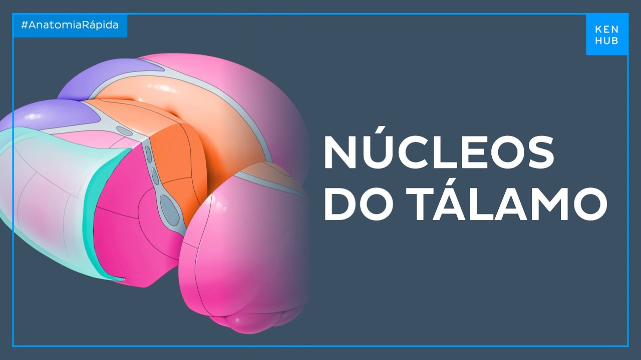 Núcleos laterais do tálamo - Anatomia Fácil | Kenhub