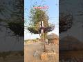 थार डेजर्ट का प्रसिद्ध हवामहल #hut #झोपड़ी  ##हवामहल #desertlife #marwadi #reels #desi #feed #shorts