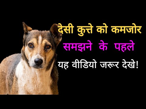 वीडियो: वरिष्ठ कुत्तों के लिए 5 खिंचाव