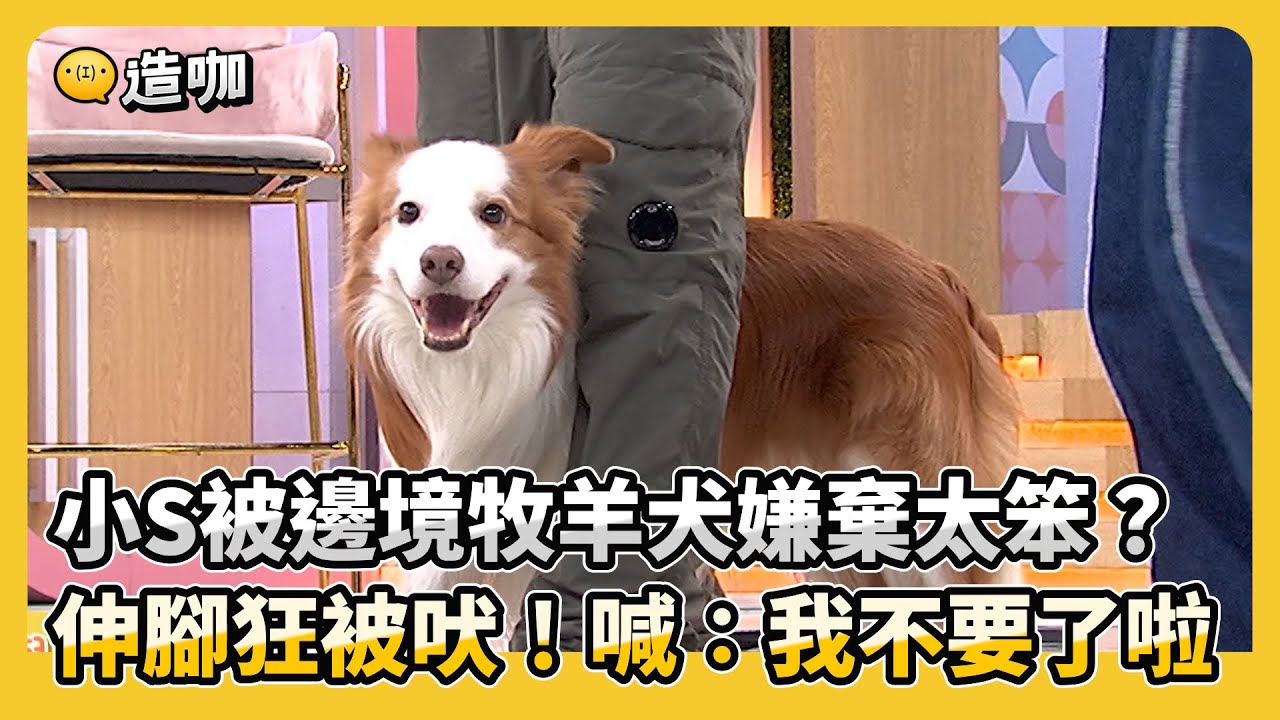 小S被邊境牧羊犬嫌棄太笨？伸腳狂被吠！喊：我不要了啦！#小姐不熙娣【精華】