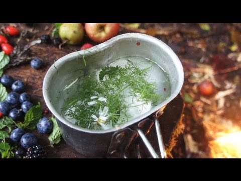 Wild Teas for Survival - Medicinal & Nutritional