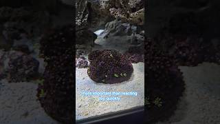 The Ugly Phase Just Started… And My First Coral Closed Up #reeflife
