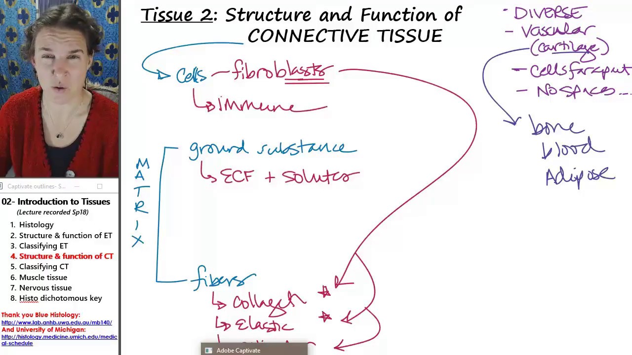 Histology 4- Structure & function of connective tissues - YouTube