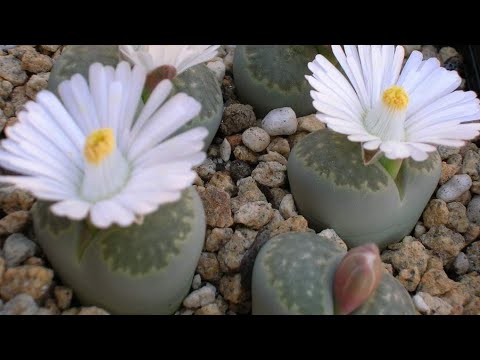 Video: Lithops Su Nevjerojatno 