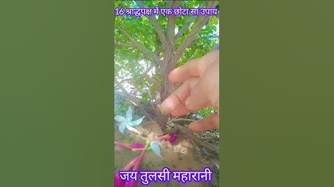 16 श्राद्धपक्ष में तुलसी जी के क्यारे में गंगाजल का उपाय अपने पूर्वजों के लिए जरुर करें#Pradepjimisr