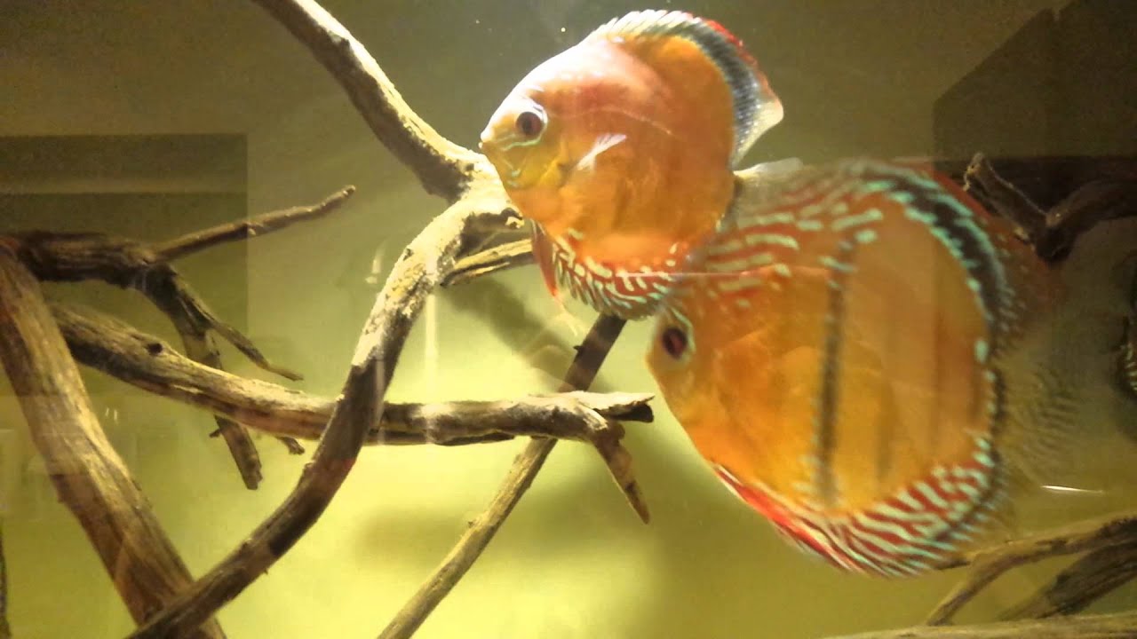 camera iphone 8 plus apk Wild Cuipeua spawned