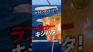 DAIWA ミドルゲーム ドラミングシャッド／ランカーキジハタに