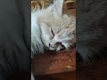 #cat #petcareprovider #ihavethisthingwithplants