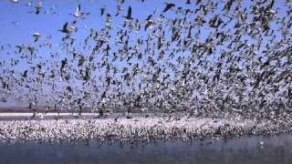 Snow Geese Squaw Creek National Wildlife Refuge 720p HD