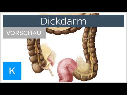 Video: Anatomie, Diagramm Und Funktion Des Transversalen Dickdarms - Körperkarten