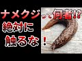 【ゆっくり】ナメクジを舐めるな!食べると昏睡する危険生物の生態とは⁉