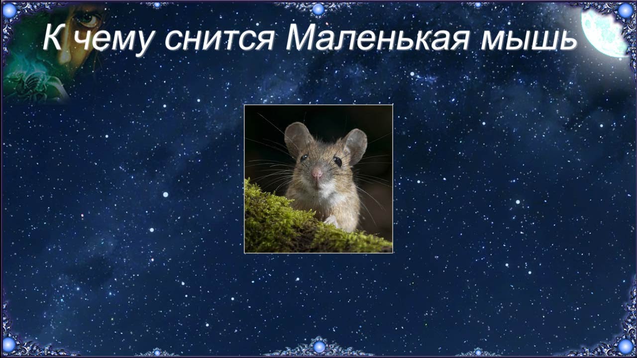 К чему снится Маленькая мышь (Сонник)