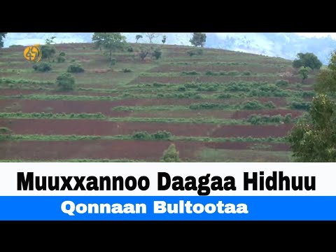 Muuxxannoo Daagaa Hidhuu Qonnaan Bultootaa
