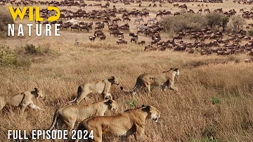 WILD SERENGETI | Battle for Survival in Predator Territory | Animal documentary