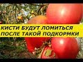 САМАЯ ВАЖНАЯ ПОДКОРМКА ТОМАТОВ, КИСТИ БУДУТ ЛОМИТЬСЯ ОТ УРОЖАЯ . , ПОДКОРМКА ТОМАТОВ .