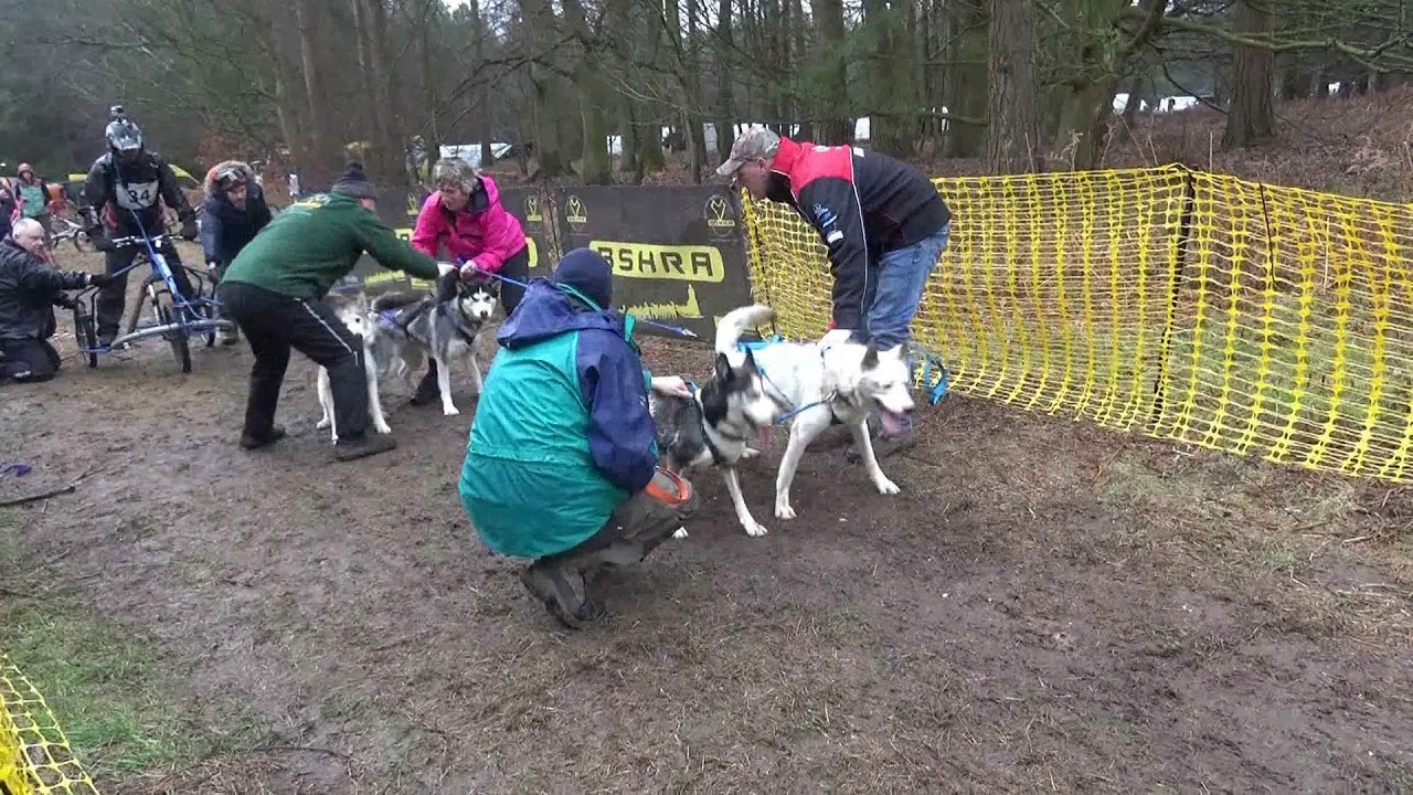 Husky racing in Thetford Forest 2019 YouTube