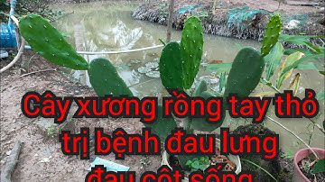 Cây xương rồng tay thỏ trị bệnh thoát vị đĩa điệm , cột sóng gai, đau nhói sóng lưng. 🙏
