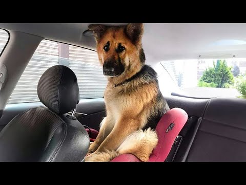 Best Of The 2024 Funny Animal Videos 😁