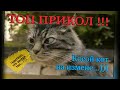 ТОП ПРИКОЛ !!! Косой кот на измене ...))) 100 раз смотрел и ржал ))) Смех и Грех TV.