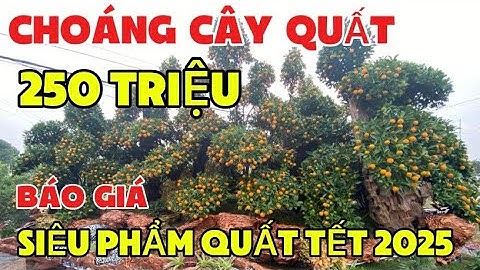 Choáng Cây Quất 250 Triệu Tại Văn Giang- Giá Siêu Quất Tết 2025