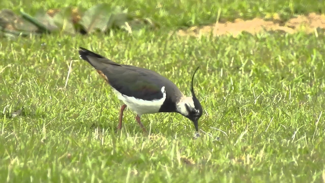 camera iphone 8 plus apk Lapwing