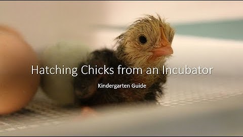 Hatching Chicks from an Incubator, Kindergarten Guide