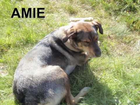 a tribute to AMIE, our dog