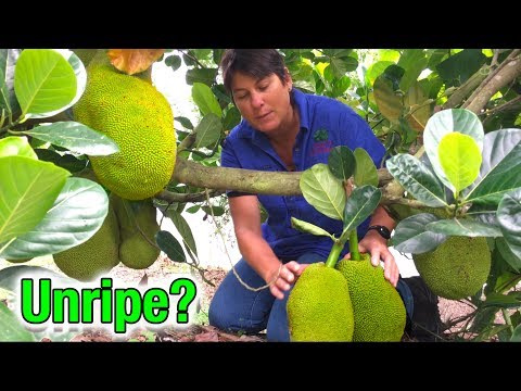 Video: Jackfruit Care – kuidas kasvatada kikkapuid