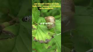 Con Sên Này Không Hề Muốn Nhảy Múa – Nhưng Có Thứ Đang Điều Khiển Nó!