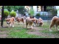 Akita puppies play day