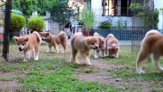 Akita Puppies Play Day