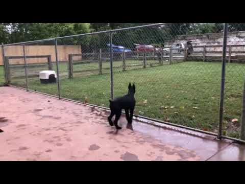 giant schnauzer guarding