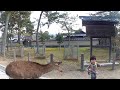 奈良公園で鹿にどつかれる息子　Nara Park : My son knocked down by a deer