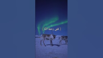 سورة آل عمران ـ الشيخ ياسر الدوسري #القرآن_الكريم #قرآن #قران_كريم