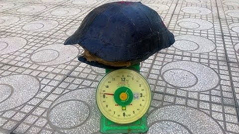 Báo Vĩnh Long| Người dân bắt được càng đước nặng gần 10kg