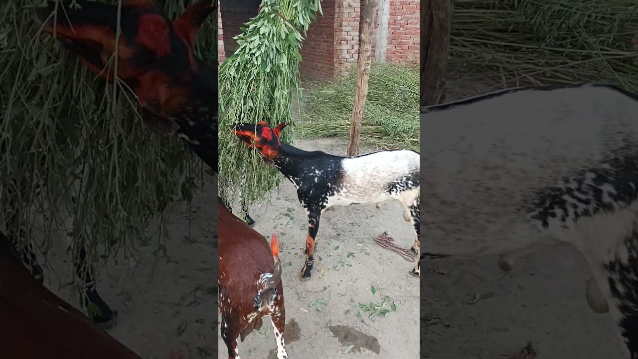  Barbari Goat Farming Secrets Hassam Farmology
