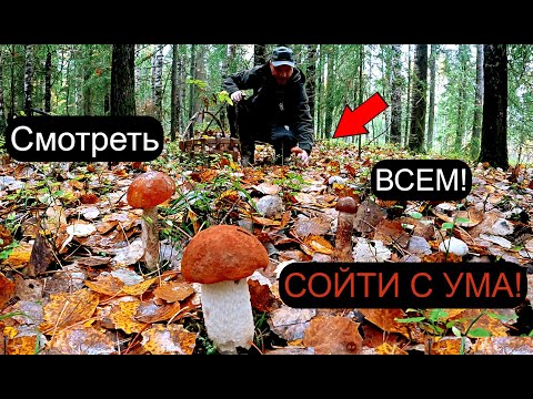 Грибник проверил ГРИБНИЦЫ нашел грибной РАЙ и ОБАЛДЕЛ! Новый лес, тихая охота грибы 2023