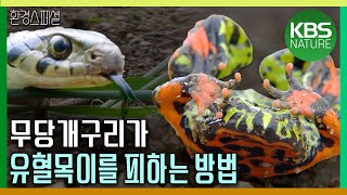 무당개구리가 유혈목이를 피하는 방법 [야생여정-개구리 대작전] / KBS 20180729 방송
