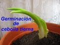 Cultivo de cebollas tiernas